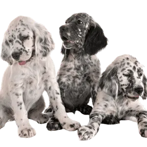 English Setter - Wurfmeldungen