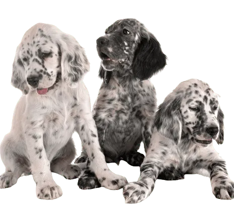 English Setter Bild 1