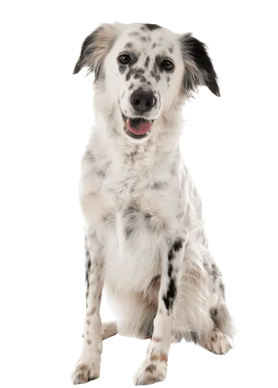 English Setter (1)