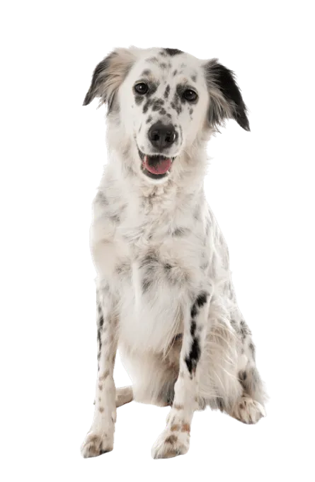 English Setter (1)