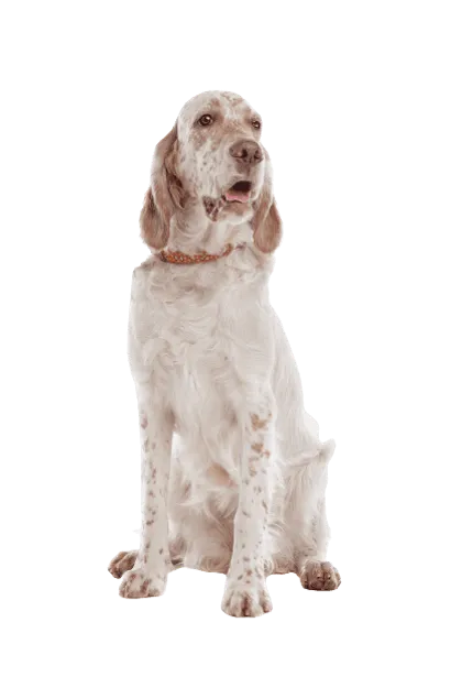 English Setter (2)