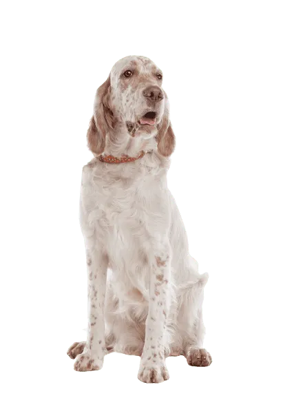 English Setter (2)