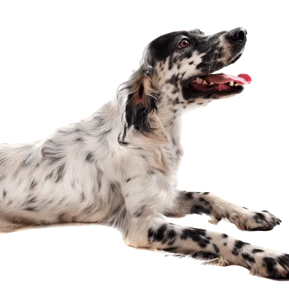 English Setter - Gesundheit