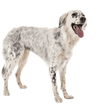 English Setter (3)