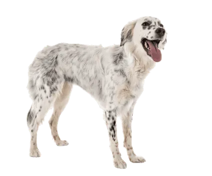 English Setter (3)