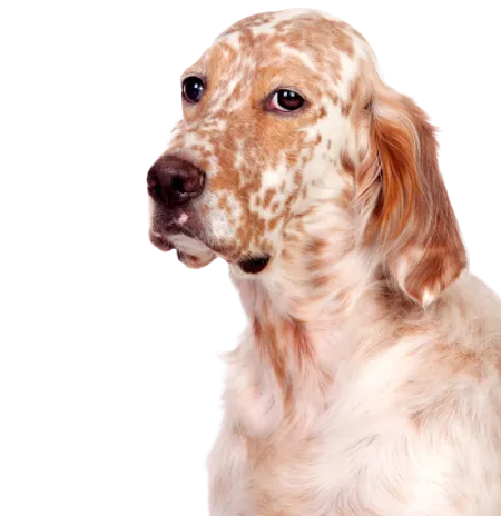 English Setter