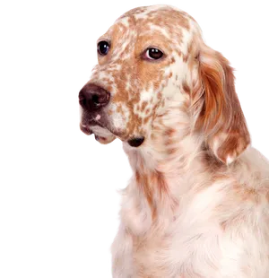 English Setter bei der Feldarbeit