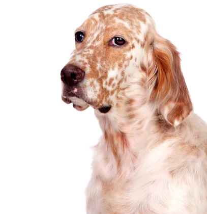 English Setter