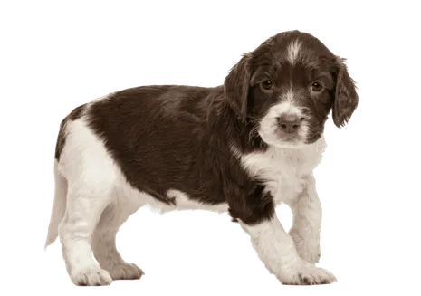 English Springer Spaniel (7)