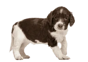 English Springer Spaniel (7)