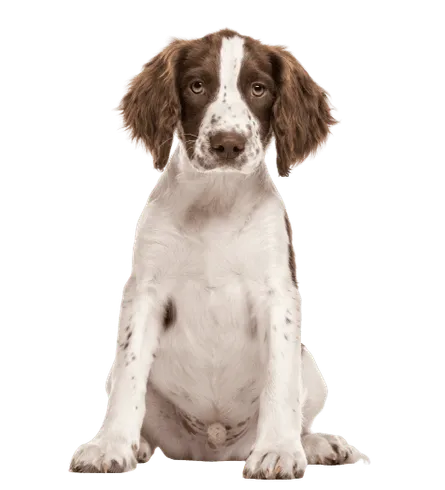 English Springer Spaniel (6)