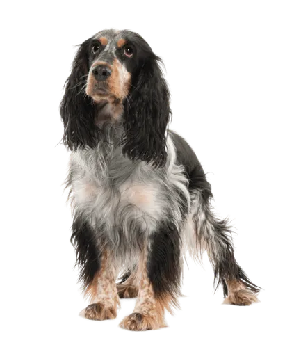 English Springer Spaniel (5)