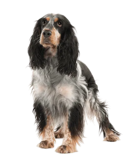 English Springer Spaniel (5)