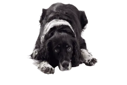 English Springer Spaniel (3)
