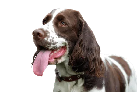 English Springer Spaniel (1)