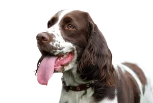 English Springer Spaniel (1)