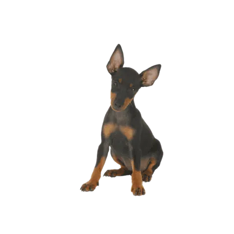 English Toy Terrier Bild 2