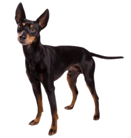 English Toy Terrier