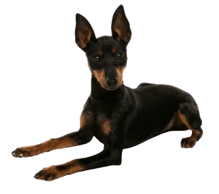 English Toy Terrier
