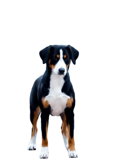 Entlebucher Sennenhund (6)