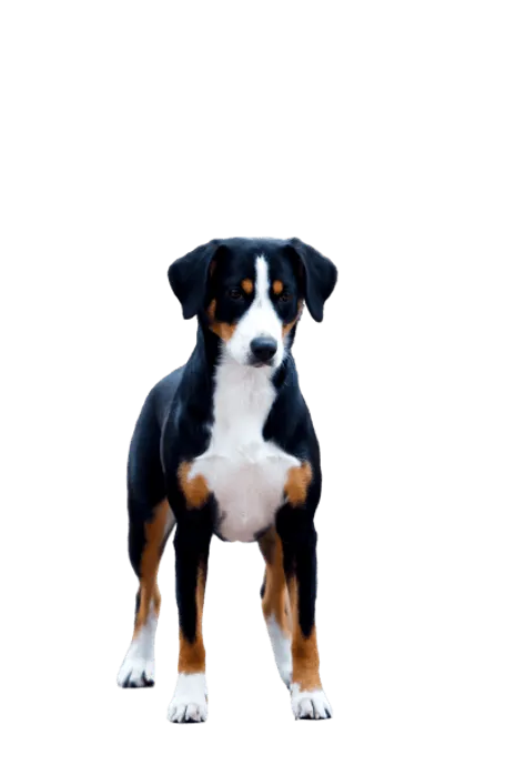 Entlebucher Sennenhund (6)