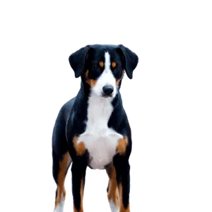 Entlebucher Sennenhund (6)