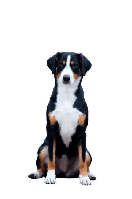 Entlebucher Sennenhund (2)