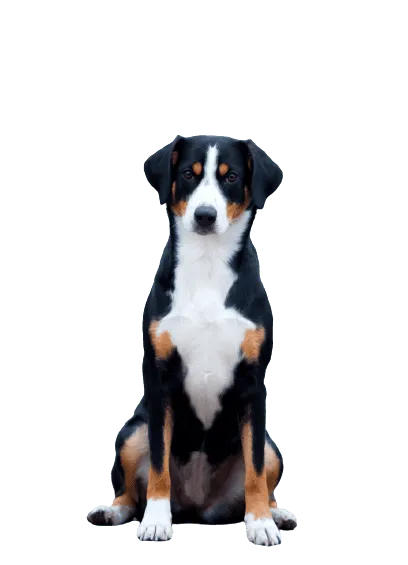 Entlebucher Sennenhund (2)