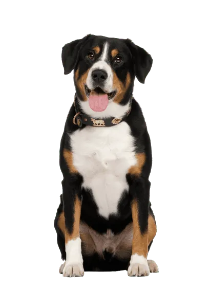 Entlebucher Sennenhund (4)