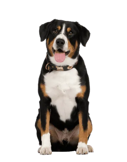 Entlebucher Sennenhund (4)