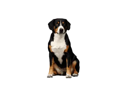 Entlebucher Sennenhund (3)