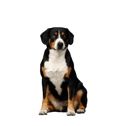 Entlebucher Sennenhund (3)