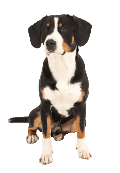 Entlebucher Sennenhund (5)
