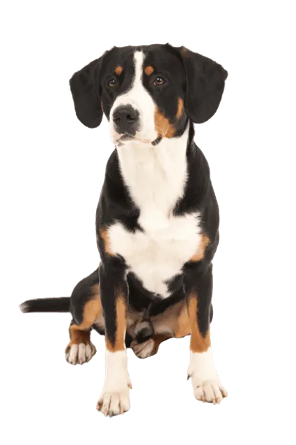 Entlebucher Sennenhund (5)