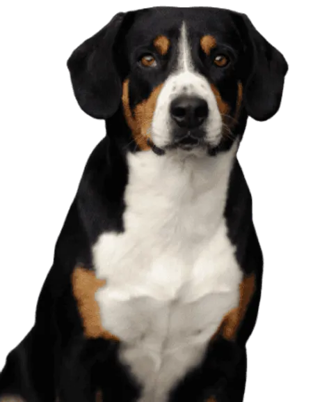Entlebucher Sennenhund