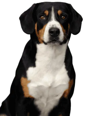 Entlebucher Sennenhund