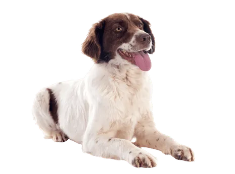 Epagneul Français puppy