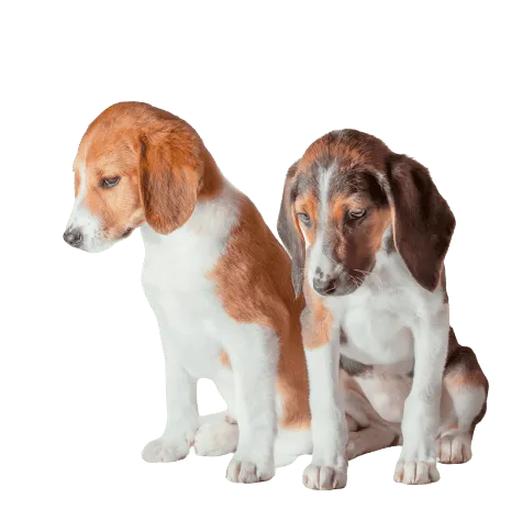 Estnische Bracke puppies