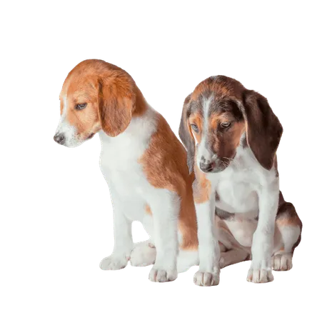 Estnische Bracke puppies