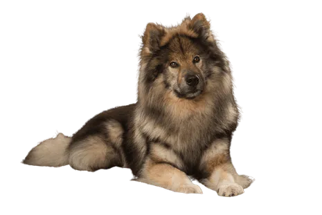 Eurasier