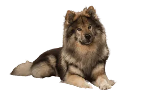 Eurasier