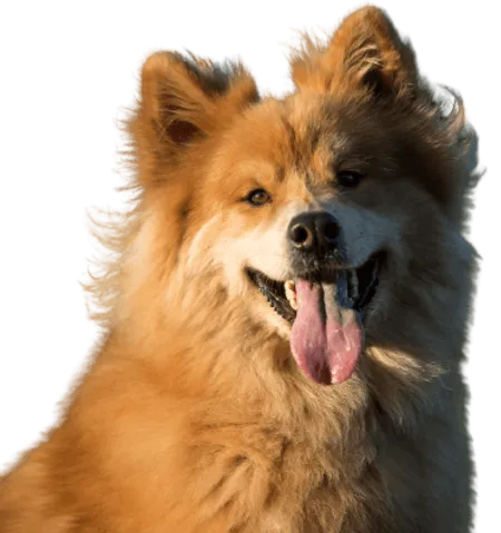 Eurasier