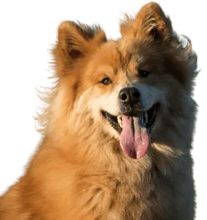 Eurasier