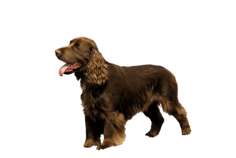 Field Spaniel