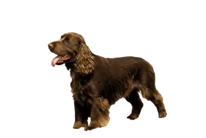 Field Spaniel