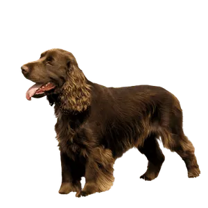 Field Spaniel