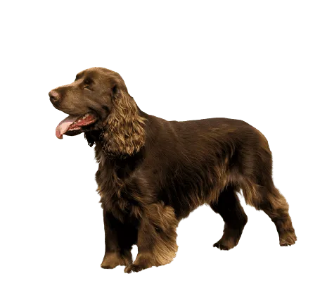 Field Spaniel