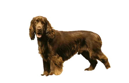 Field Spaniel