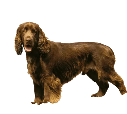 Field Spaniel