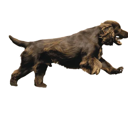 Field Spaniel
